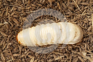 Grub worms, Coconut rhinoceros beetle