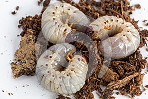 Grub Worms or Rhinoceros Beetle grow in soil on farm which agriculture gardening. Worm insects for eating as food, it is good