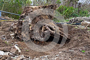 Grubbing a huge tree stump in the garden