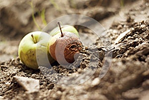 Grubby apples on the ground