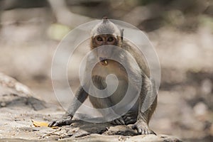 A grubby monkey