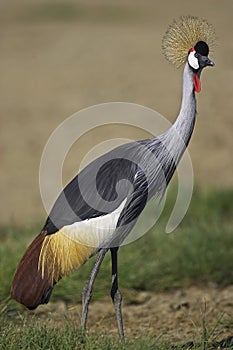 GRUE COURONNEE ROYALE balearica regulorum