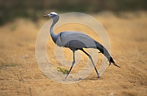 GRUE DE PARADIS anthropoides paradisea