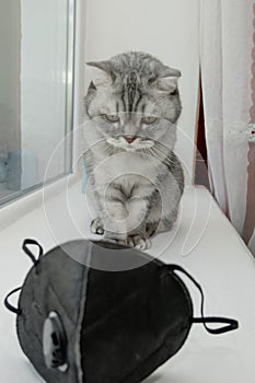 A gruff gray striped young cat sits on a windowsill near a black mask respirator and a sanitizer antiseptic. The concept photo