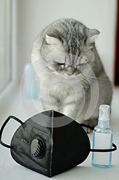 A gruff gray striped young cat sits on a windowsill near a black mask respirator and a sanitizer antiseptic. photo