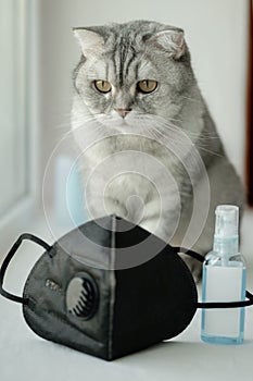 A gruff gray striped young cat sits on a windowsill near a black mask respirator and a sanitizer antiseptic. The concept of self-i photo