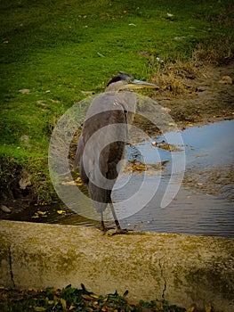 (Gruidae)Crane standing on a bridge next to a creek