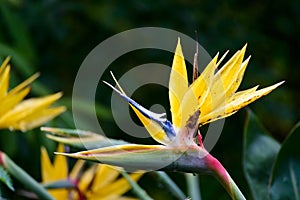 Gruidae in Kirstenbosch National Botanical Garden