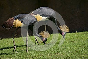 Grulla Coronada Cuellinegra photo