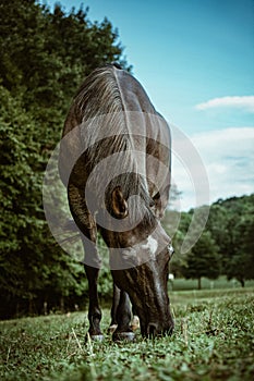 Grulla Dun Quarter Horse At Pasture in the Summertime