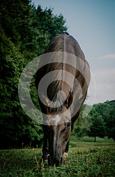 Grulla Dun Quarter Horse At Pasture in the Summertime