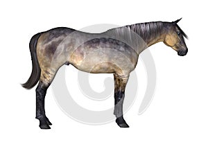 Grulla Horse on White