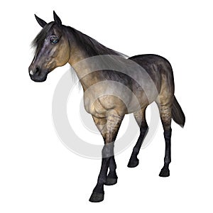 Grulla Horse on White