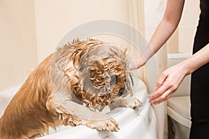 Wet dog in the bathroom