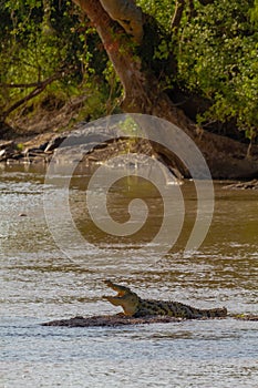 Grumeti river. Resting in the shallows crocodile. Tanzania, Africa