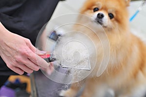 A grummer combs the wool of a Pomeranian with a brush.