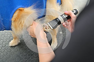 A grummer cuts the paw of a Pomeranian dog with a trimmer.