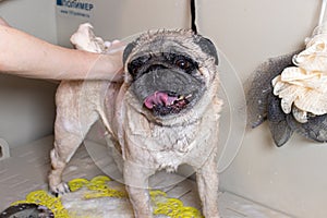 A grummer washes a small beige pug dog