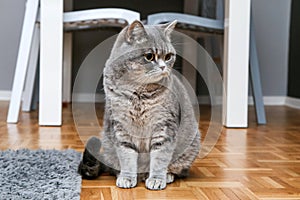 Grumpy british cat is sitting on the floor