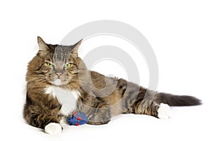 Grumpy Cat with Catnip Mouse