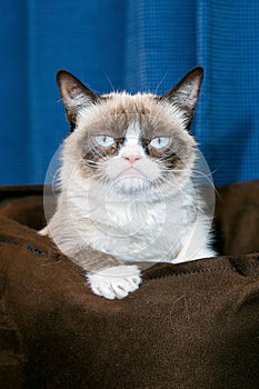 Grumpy cat classic meme photo