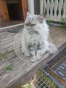 Grumpy cat outdoor sweet