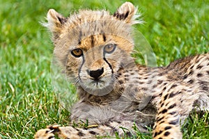 Grumpy cheetah cat cub staring at the camera