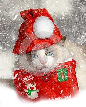 Nevrlý mačka klobúk a list v sneh 