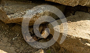 Grumpy Copperhead Snake Hides Under Rocks