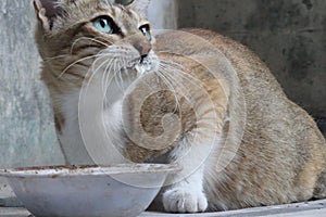 A grumpy and cute cat