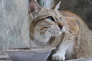 A grumpy and cute cat