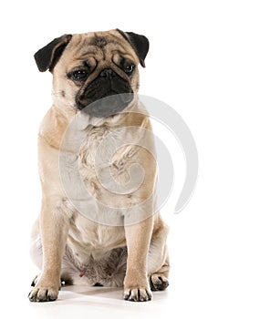 Grumpy dog photo