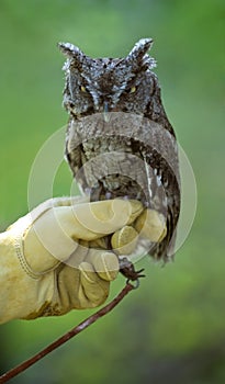 Grumpy Eastern Screech Owl (Otus asio)