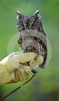 Grumpy Eastern Screech Owl (Otus asio) photo