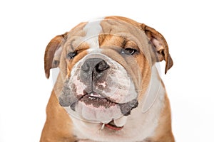 Grumpy English bulldog