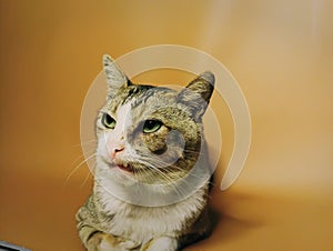 grumpy expression cat with studio set background