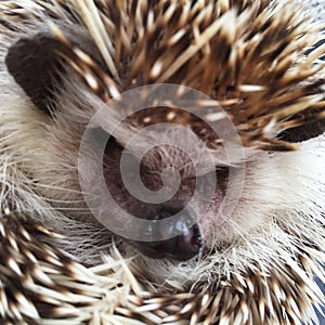 Grumpy Face African Pygmy Hedgehog