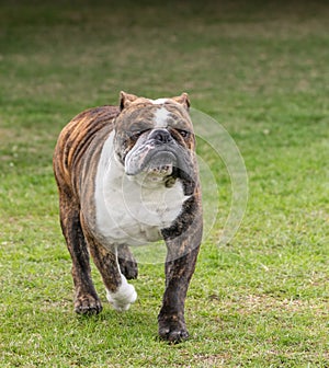 Grumpy face bulldog walking across the grass