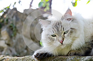 Grumpy face Persian cat in grey color and blue eyes.