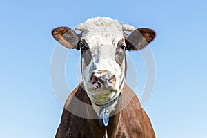 Grumpy funny, red eye patches, cow with horns breed of cattle called: blaarkop or fleckvieh and a blue sky background