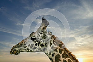 Grumpy giraffe head close-up