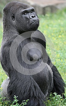 Grumpy Gorilla