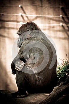Grumpy gorilla