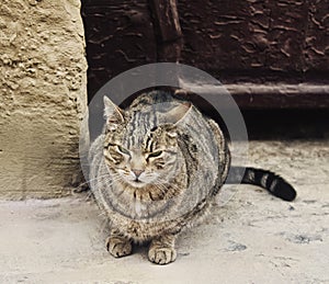 Grumpy homeless gray cat