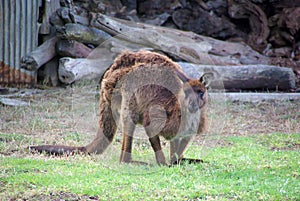 Grumpy Kangaroo