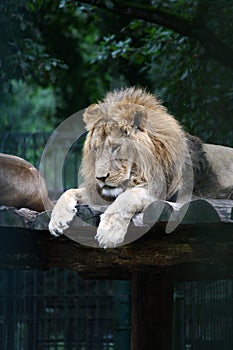 Grumpy lion standing on a wooden platform