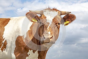 Grumpy looking cow, horned, brown red pied, blue cloudy sky