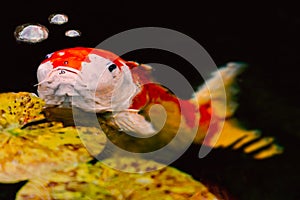 Grumpy looking large koi carp fish with three bubbles of water