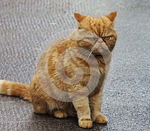 Grumpy Looking Orange Cat In Galway Ireland