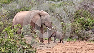 Grumpy Male Elephant hitting Baby